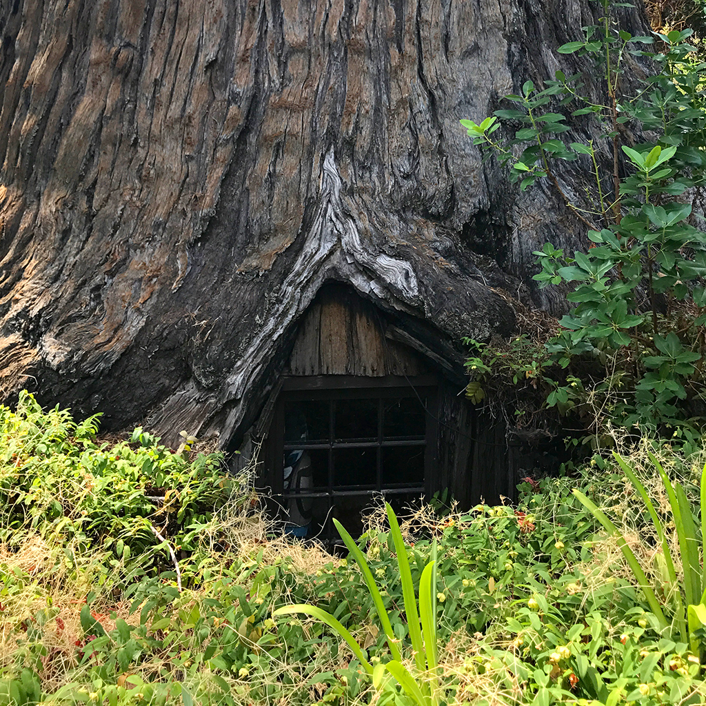 the-ripley-s-believe-it-or-not-world-famous-tree-house