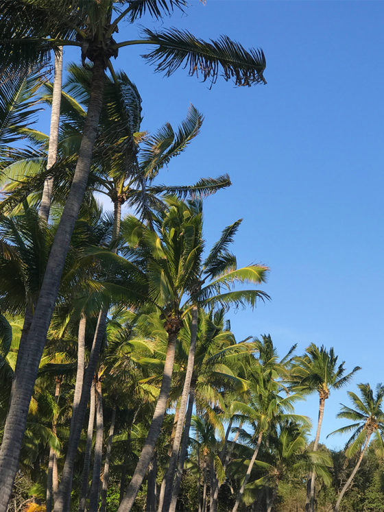 Hawaiian Palm Trees