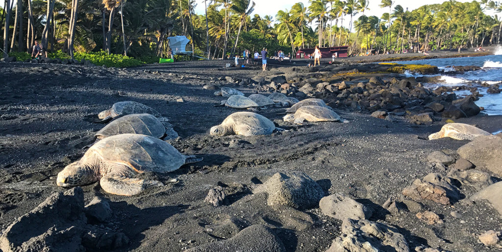 Punalu'u Black Sand Beach In Hawai'i, Home To Hawaiian Sea Turtles