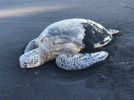 Sea Turtle Sleeping on a Black Sand Beach in Hawaii