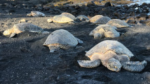 Sea Turtles at Punaluu Black Sand Beach in Hawaii