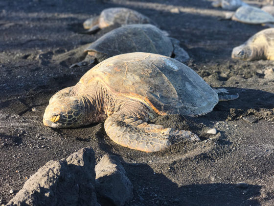Sea Turtles at Punalu'u Black Sand Beach