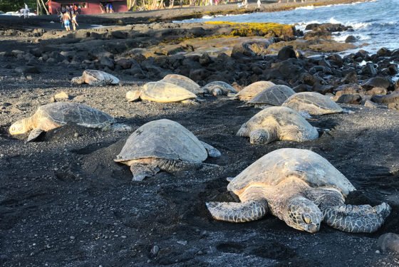 Sea Turtles Sleeping at Punalu'u Black Sand Beach