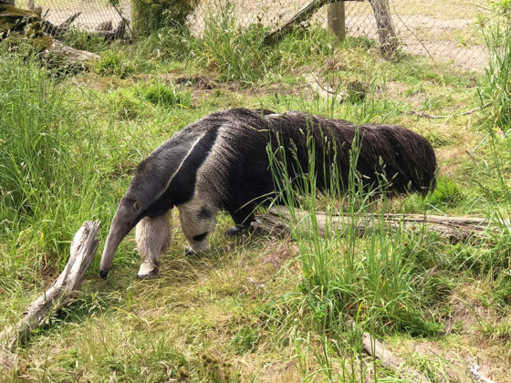 Anteater at the San Francico Zoo