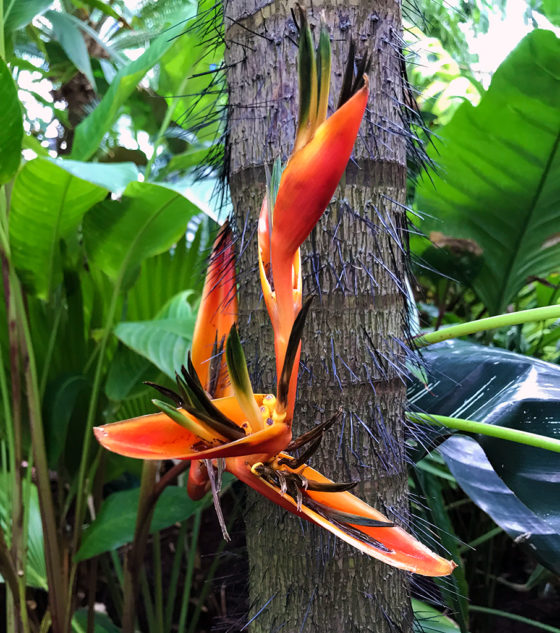 Rare and Endangered Plants