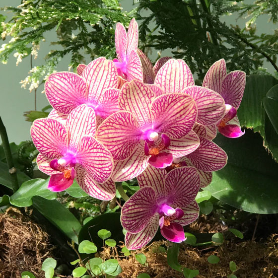 Orchids at the Conservatory of Flowers