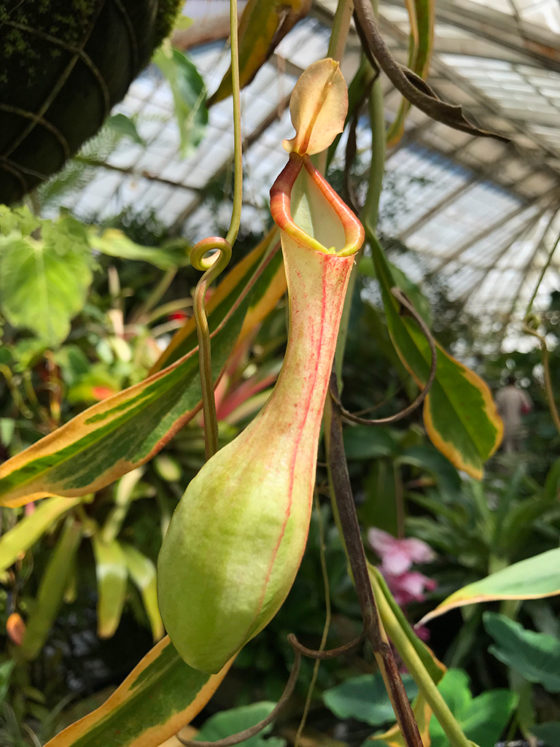 Pitcher Plants at the Conservatory of Flowers