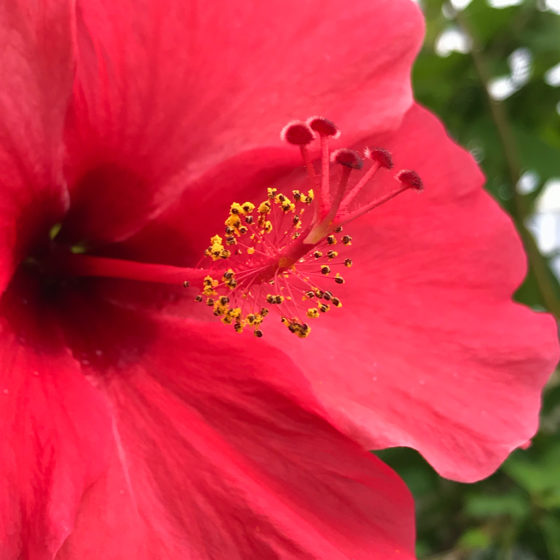 Close Up Of Beautiful Flowers