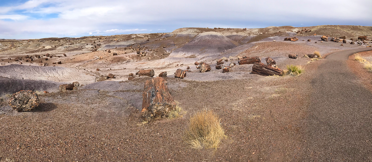 Exploring The Crystal Forest At Petrified Forest National Park   Crystal Forest Trail Petrified Forest 