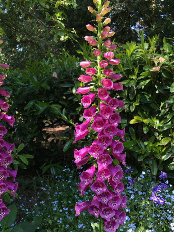 Flowers In The Shakespeare Park