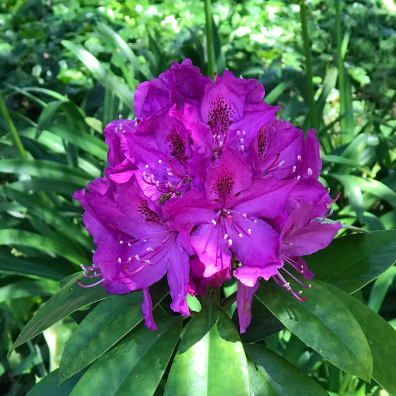Garden Of Flowers