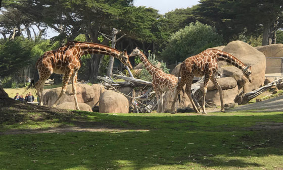 Giraffes at the San Francisco Zoo