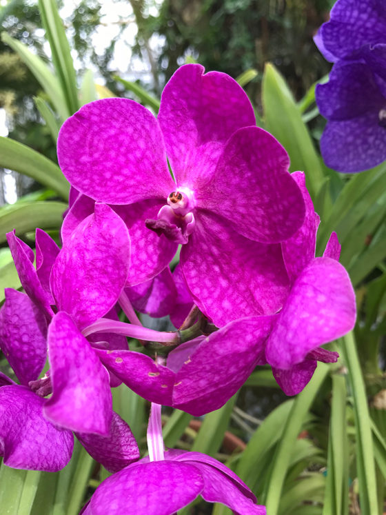 Golden Gate Park Vanda Orchids
