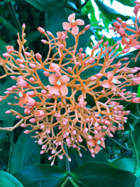 Medinilla is a genus of about 150 species in the family Melastomataceae