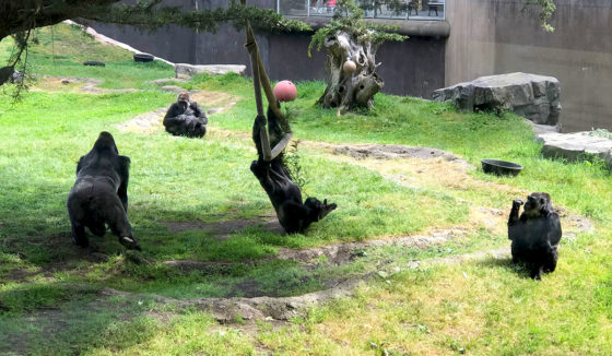 Gorillas Playing at the San Francisco Zoo