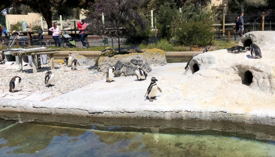 Penguins at the San Francisco Zoo