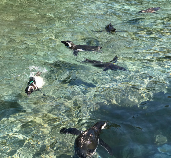 Penguins Swimming at the Zoo