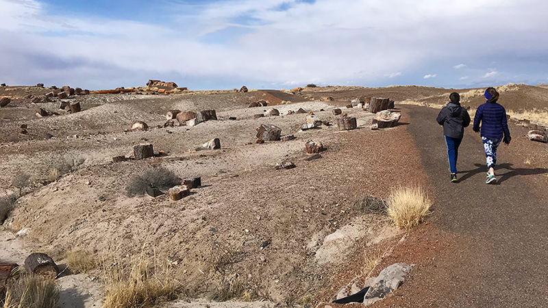 Petrified Forest National Park Crystal Forest