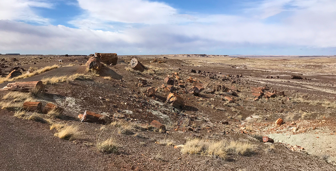 Petrified Forest National Park Crystal Forest Walking Trail
