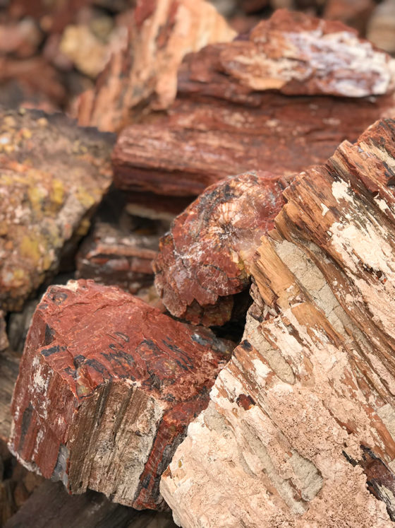 Buy Arizone Petrified Wood in Holbrook