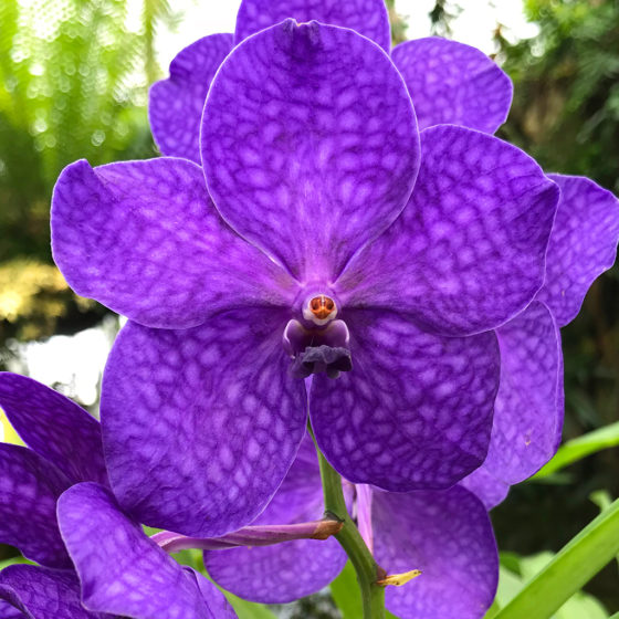 Beautiful Flowers at the San Francisco Conservatory of Flowers