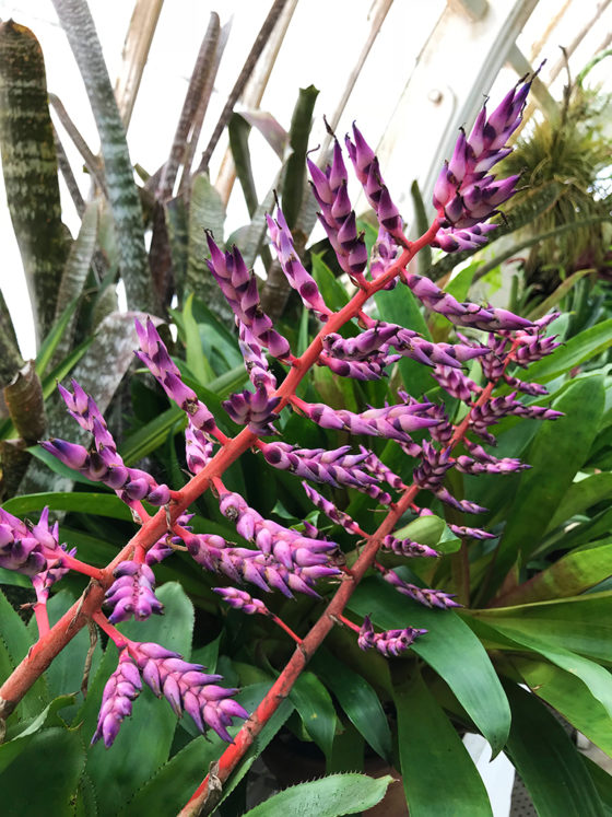 Purple Flowers