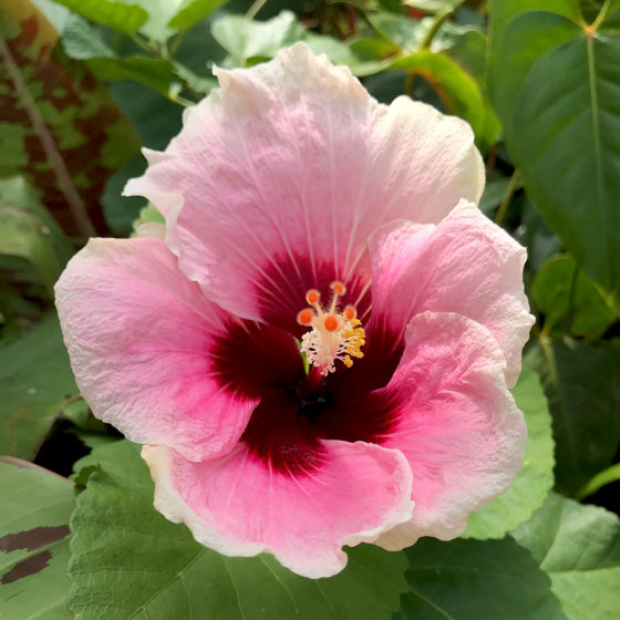 Spring Blooms