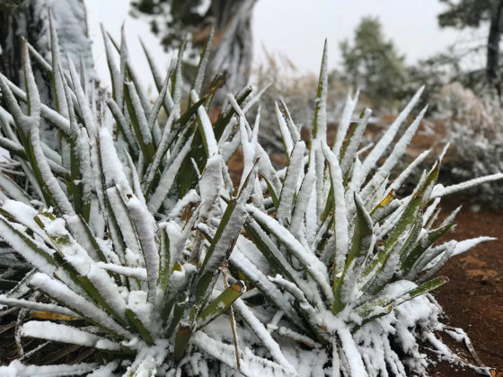 Snow Covered Plants at Grand Canyon