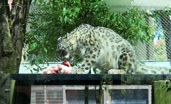 A Snow Leopard Eating a Rabbit