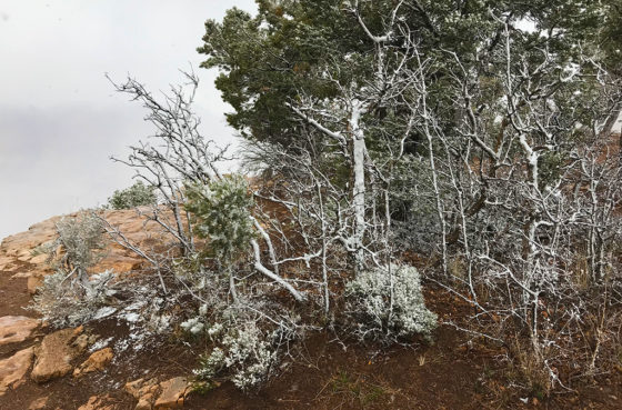 Spring Break Snowstorm at Grand Canyon National park