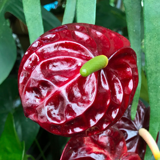 This Anthurium inflorescence is called a spadix, and is framed by a red, orange, white, or green spathe, which looks like a leaf or petal.