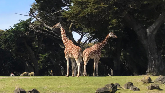 The San Francisco Zoo And Gardens