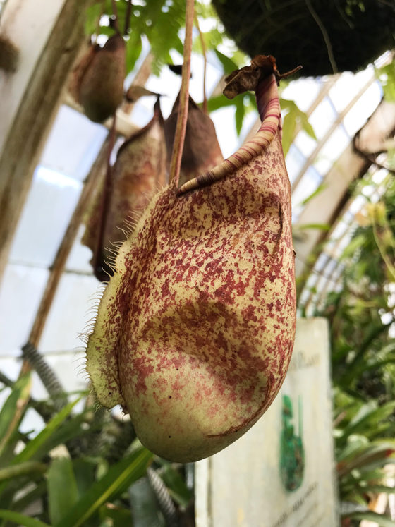 Nepenthes rafflesiana is a carnivorous tropical pitcher plant native to Malaysia, Sumatra, and Borneo
