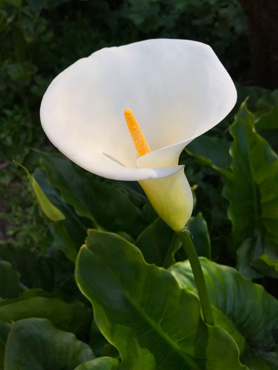 White Lillies
