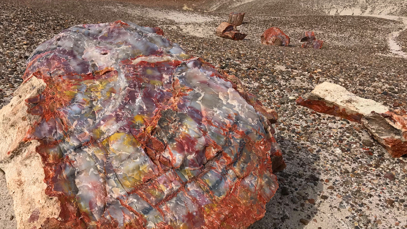 Petrified Forest National Park In Arizona