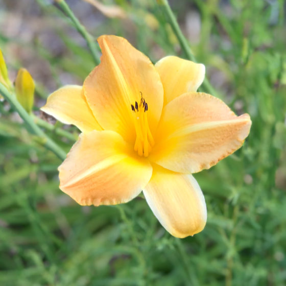Beautiful Flowers