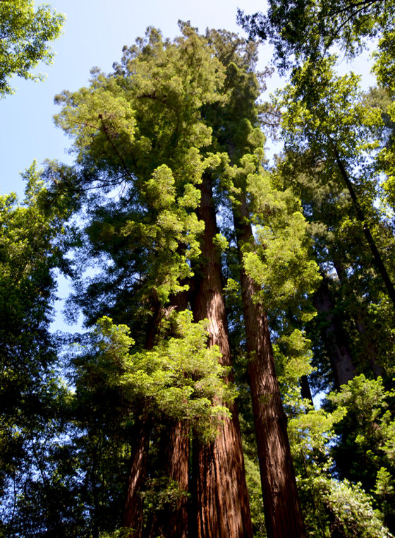 Coastal Redwoods in the Santa Cruz Mountains