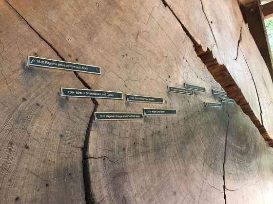 Dating Tree Rings on a Giant Sequoia