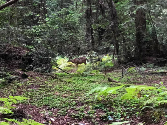 Deer along the Redwood Grove Loop Trail