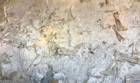 Dinosaur Bones And Fossils
