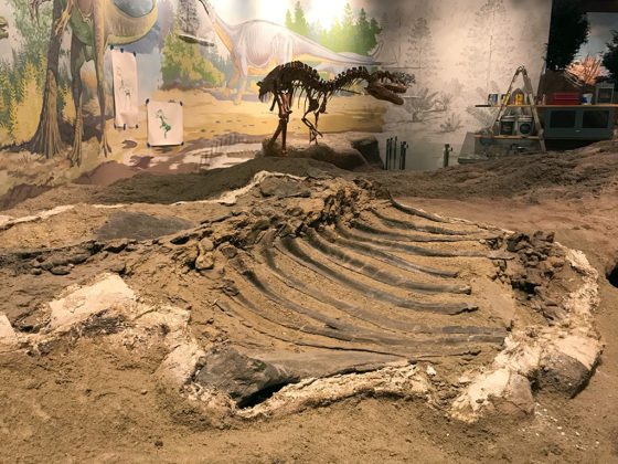 Dinosaur Bones and Fossils