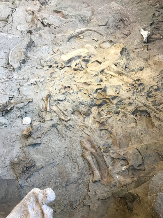 Wall Of Dinosaur Fossils