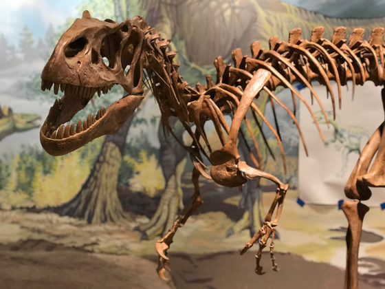 Dinosaur Skeletons