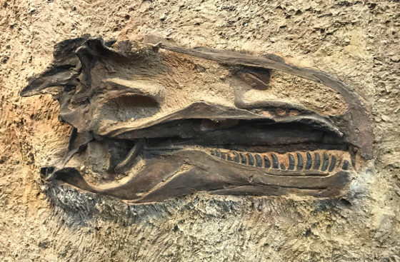 Dinosaur Skull Fossil