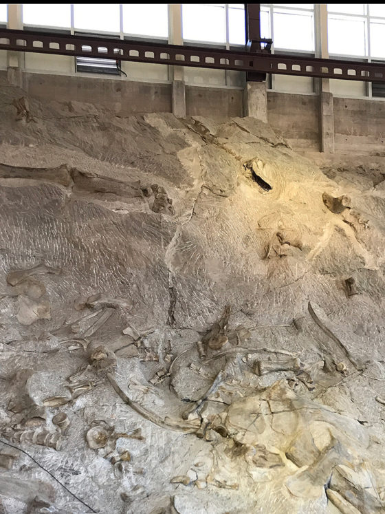 See Dinosaur Skull Bones And Fossils In Vernal, Utah