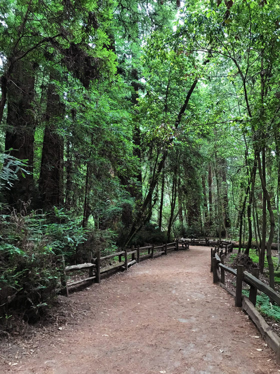 Easy Walk Through Redwood Trees