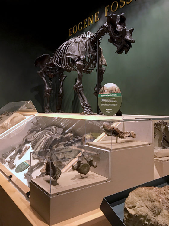 Fossil Exhibits at the Field Natural History Museum in vernal, Utah