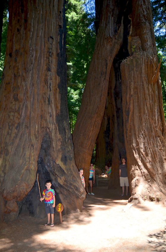 Henry Cowell Redwoods State Park in 2013