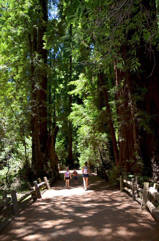 Walking the Redwoods Loop Trail at Henry Cowell Redwoods State Park in 2013