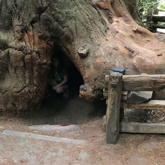 Natalie Bourn Inside the Fremont Tree